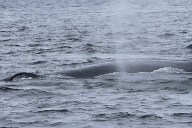 İçinde balina geçiş, Alaska içinde