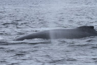 İçinde balina geçiş, Alaska içinde