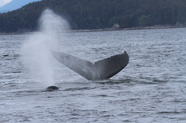 İçinde balina geçiş, Alaska içinde