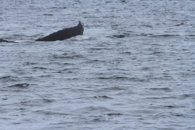 İçinde balina geçiş, Alaska içinde