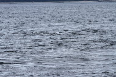 İçinde balina geçiş, Alaska içinde