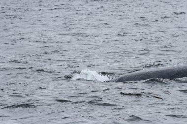 İçinde balina geçiş, Alaska içinde