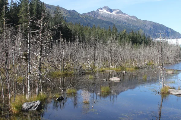 Παγετώνας Mendenhall? Juneau, Αλάσκα — Φωτογραφία Αρχείου