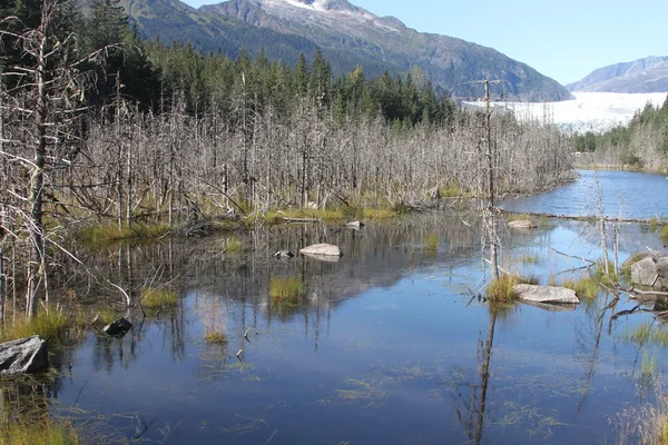 Mendenhall glacier; Juneau, Alaska — Stock Photo, Image