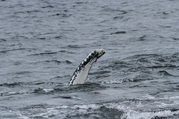 クジラの中の道、アラスカ — ストック写真