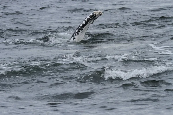 Whales in inside passage, Alaska