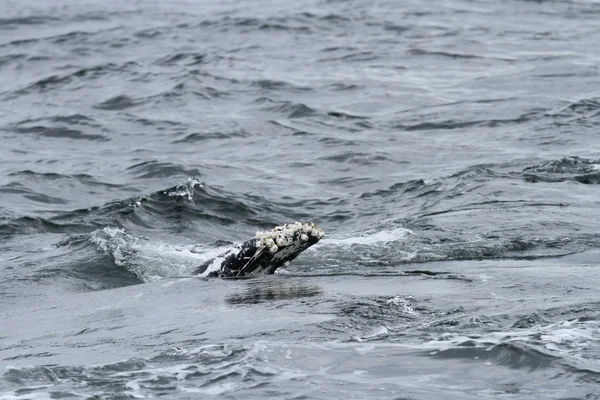 Velryby v uvnitř pasáž, Aljaška — Stock fotografie