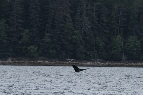 Whales in inside passage, Alaska — Stock Photo, Image