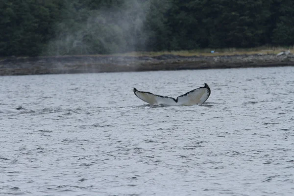 Wieloryby w środku pasażu, Alaska — Zdjęcie stockowe