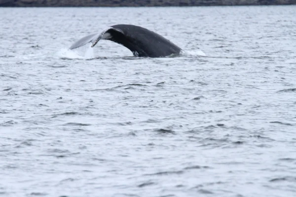 Whales in inside passage, Alaska — Stock Photo, Image