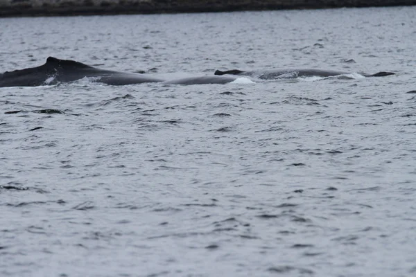 Whales in inside passage, Alaska — Stock Photo, Image