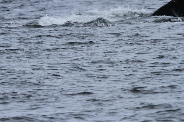 Whales in inside passage, Alaska — Stock Photo, Image