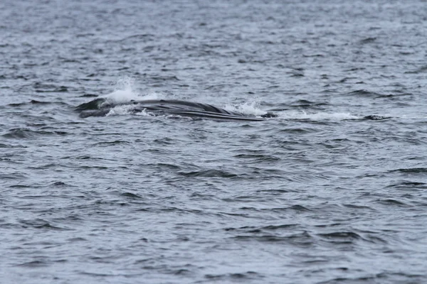 Whales in inside passage, Alaska — Stock Photo, Image