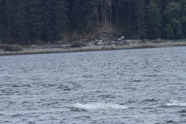 Ballenas en el pasaje interior, Alaska —  Fotos de Stock