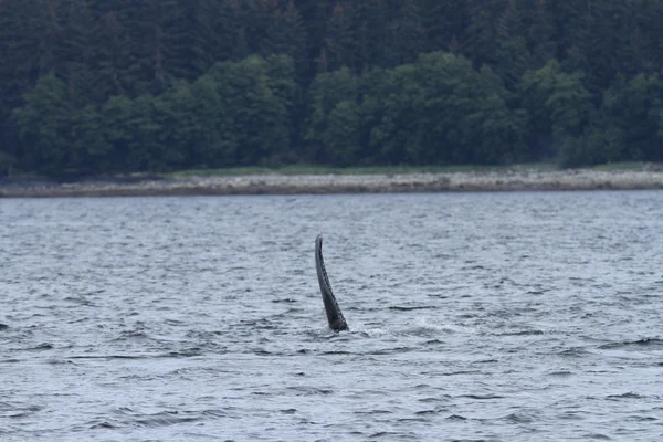 Whales in inside passage, Alaska