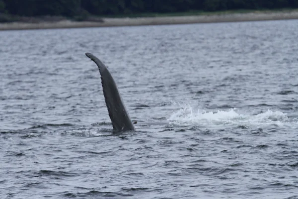 Whales in inside passage, Alaska