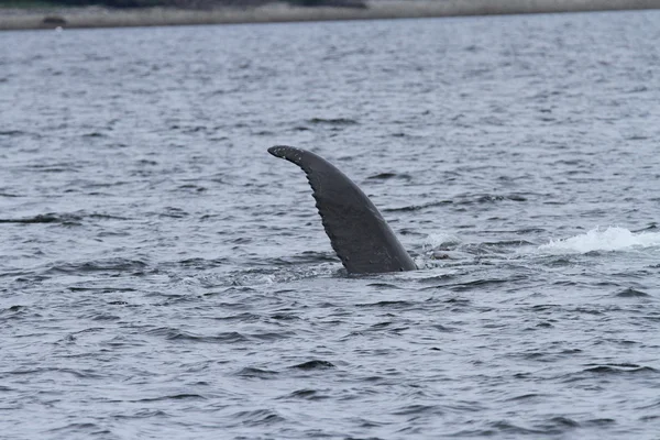 Baleines dans le passage intérieur, Alaska — Photo