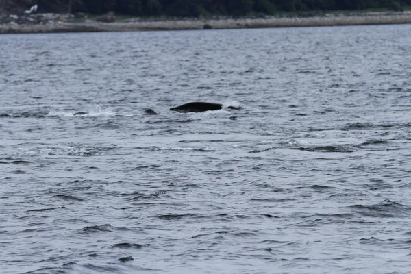 Ballenas en el pasaje interior, Alaska — Foto de Stock
