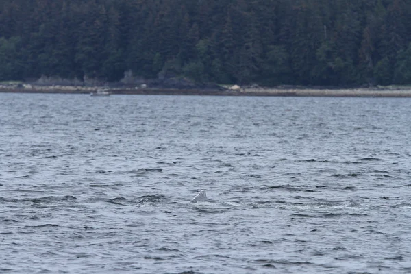 İçinde balina geçiş, Alaska içinde — Stok fotoğraf