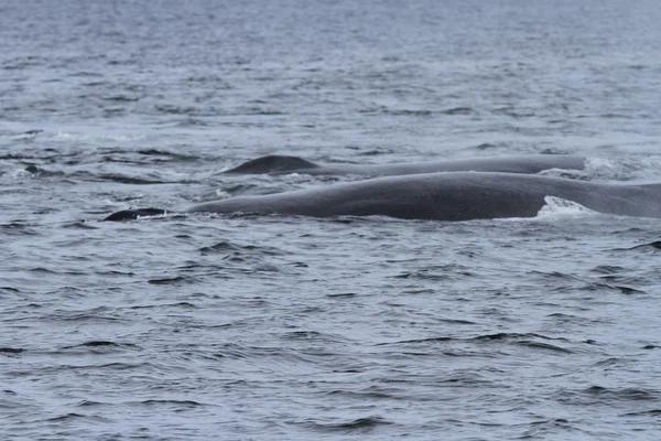 İçinde balina geçiş, Alaska içinde