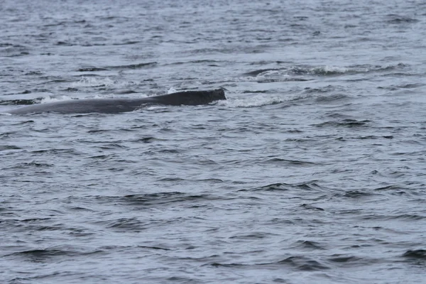 Whales in inside passage, Alaska — Stock Photo, Image