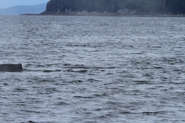 Whales in inside passage, Alaska — Stock Photo, Image