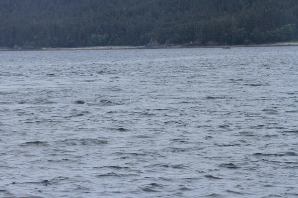 Baleines dans le passage intérieur, Alaska — Photo