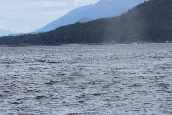 Wale in der Passage, alaska — Stockfoto
