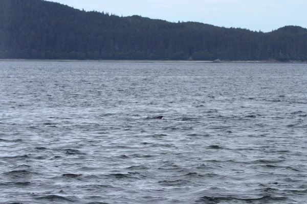 İçinde balina geçiş, Alaska içinde — Stok fotoğraf