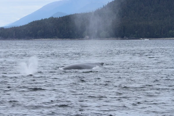 İçinde balina geçiş, Alaska içinde