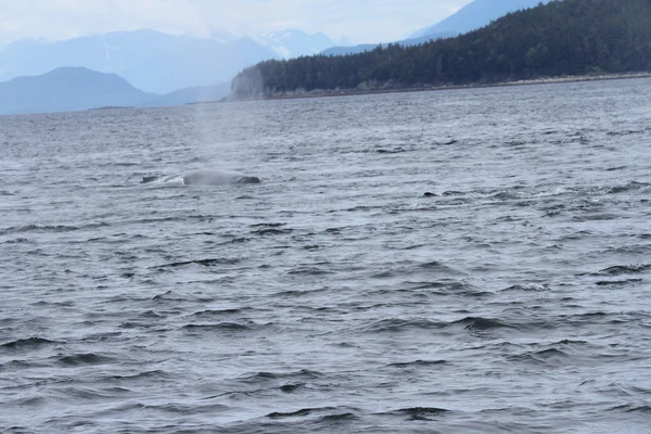 Walvissen binnen passage, Alaska — Stockfoto