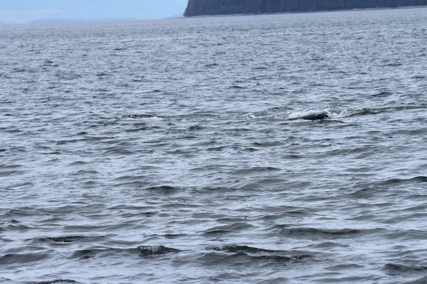 Baleines dans le passage intérieur, Alaska — Photo