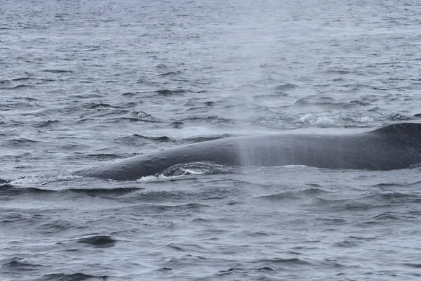 İçinde balina geçiş, Alaska içinde