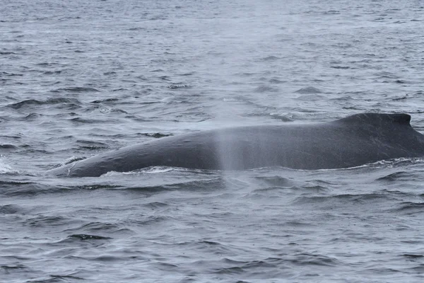 İçinde balina geçiş, Alaska içinde