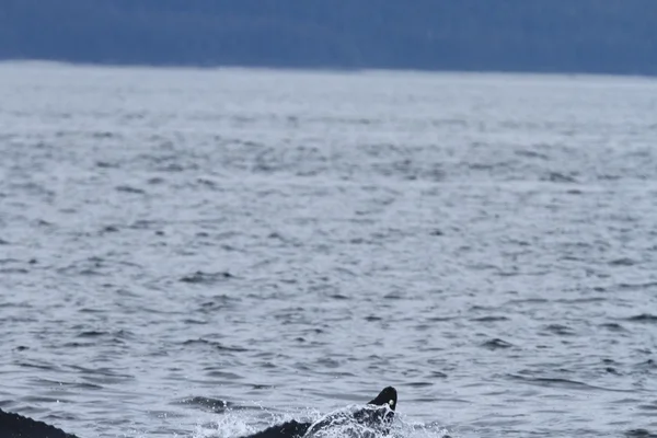 Baleias em passagem interior, Alasca — Fotografia de Stock