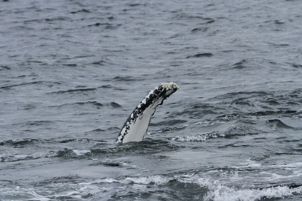 Baleias em passagem interior, Alasca — Fotografia de Stock