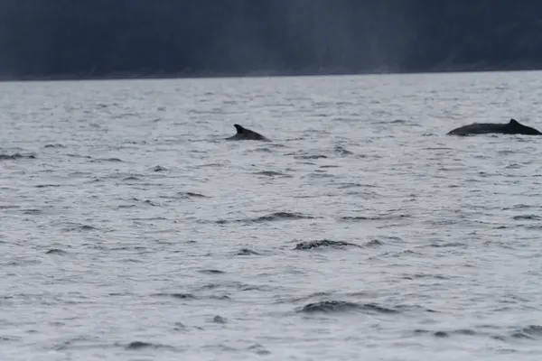 Walvissen binnen passage, Alaska — Stockfoto