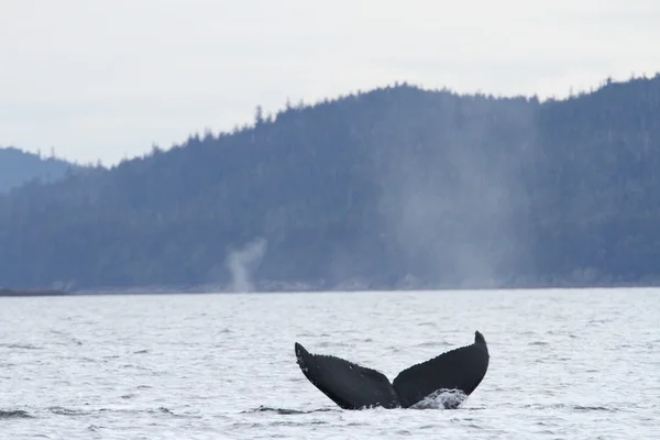 Balene in passaggio interno, Alaska — Foto Stock