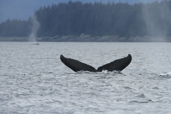 Balene in passaggio interno, Alaska — Foto Stock