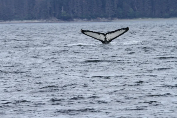 Whales in inside passage, Alaska — Stock Photo, Image