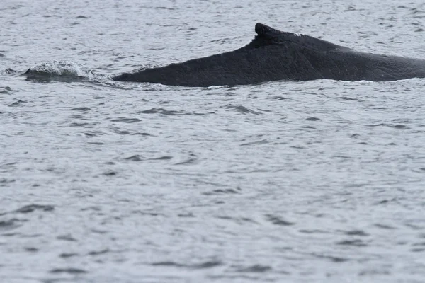 Whales in inside passage, Alaska — Stock Photo, Image