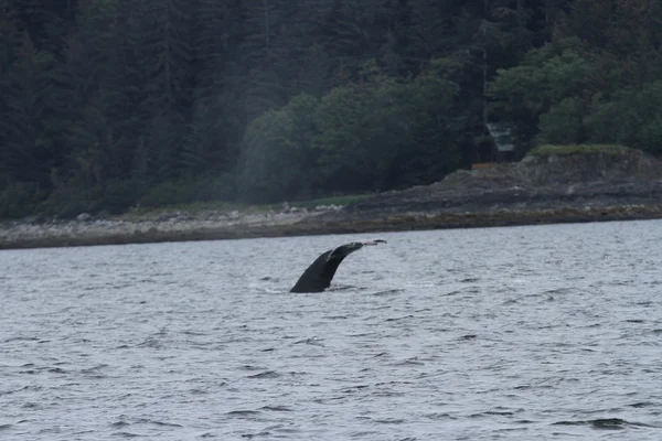 Velryby v uvnitř pasáž, Aljaška — Stock fotografie
