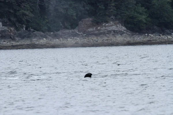 Φάλαινες στο εσωτερικό πέρασμα, Alaska — Φωτογραφία Αρχείου