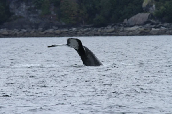 Walvissen binnen passage, Alaska — Stockfoto