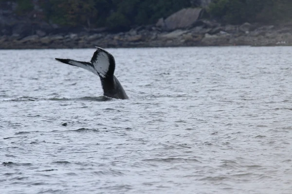 Walvissen binnen passage, Alaska — Stockfoto