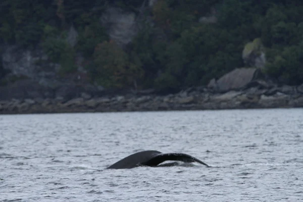 Walvissen binnen passage, Alaska — Stockfoto