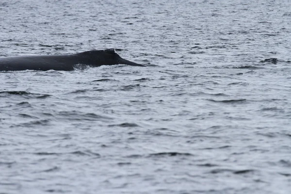 Whales in inside passage, Alaska — Stock Photo, Image