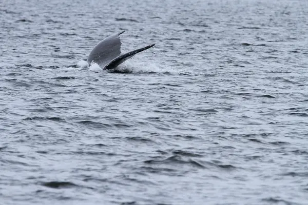 Φάλαινες στο εσωτερικό πέρασμα, Alaska — Φωτογραφία Αρχείου