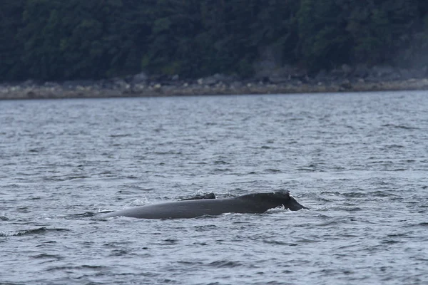 Whales in inside passage, Alaska — Stock Photo, Image