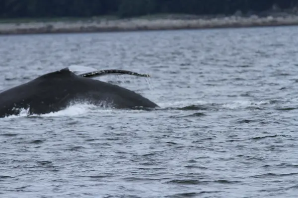 Whales in inside passage, Alaska — Stock Photo, Image